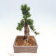 Vonkajší bonsai - Taxus cuspidata - Tis japonský - 4/6