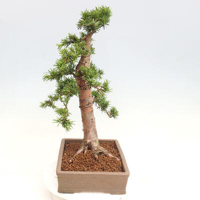 Vonkajší bonsai - Taxus cuspidata - Tis japonský - 4