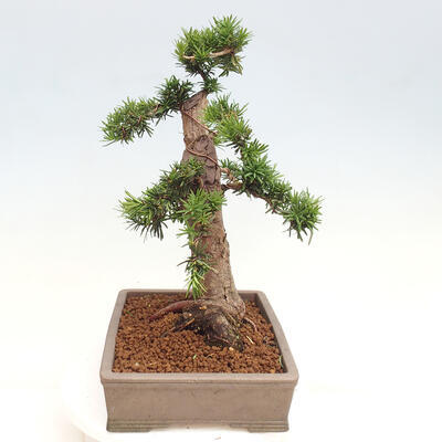 Vonkajší bonsai - Taxus cuspidata - Tis japonský - 4