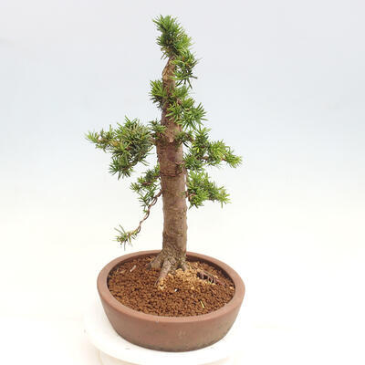 Vonkajší bonsai - Taxus cuspidata - Tis japonský - 4