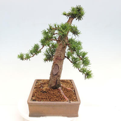 Vonkajší bonsai - Taxus cuspidata - Tis japonský - 4