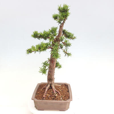 Vonkajší bonsai - Taxus cuspidata - Tis japonský - 4