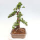 Vonkajší bonsai - Taxus cuspidata - Tis japonský - 4/6