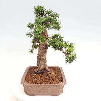 Vonkajší bonsai - Taxus cuspidata - Tis japonský - 4