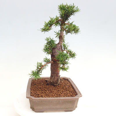 Vonkajší bonsai - Taxus cuspidata - Tis japonský - 4