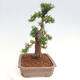 Vonkajší bonsai - Taxus cuspidata - Tis japonský - 4/6