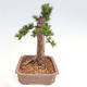 Vonkajší bonsai - Taxus cuspidata - Tis japonský - 4/6