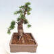 Vonkajší bonsai - Taxus cuspidata - Tis japonský - 4/6