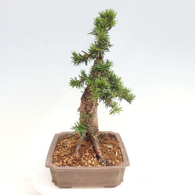 Vonkajší bonsai - Taxus cuspidata - Tis japonský - 4