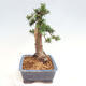 Vonkajší bonsai - Taxus cuspidata - Tis japonský - 4/6