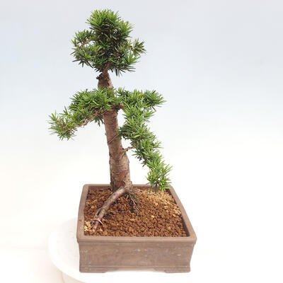 Vonkajší bonsai - Taxus cuspidata - Tis japonský - 4