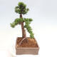 Vonkajší bonsai - Taxus cuspidata - Tis japonský - 4/6