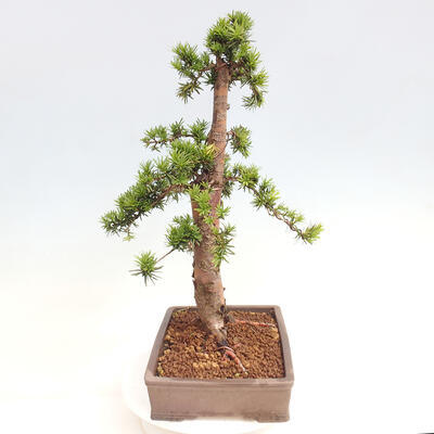 Vonkajší bonsai - Taxus cuspidata - Tis japonský - 4