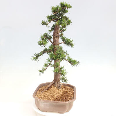 Vonkajší bonsai - Taxus cuspidata - Tis japonský - 4