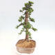 Vonkajší bonsai - Taxus cuspidata - Tis japonský - 4/6