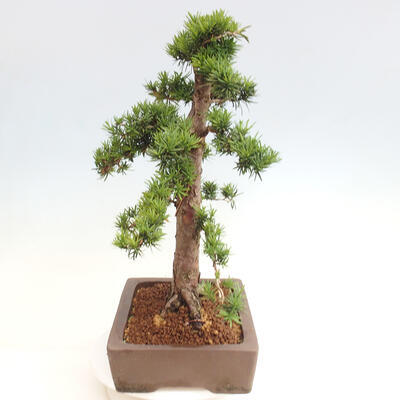 Vonkajší bonsai - Taxus cuspidata - Tis japonský - 4