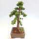 Vonkajší bonsai - Taxus cuspidata - Tis japonský - 4/6