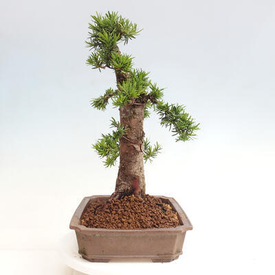 Vonkajší bonsai - Taxus cuspidata - Tis japonský - 4