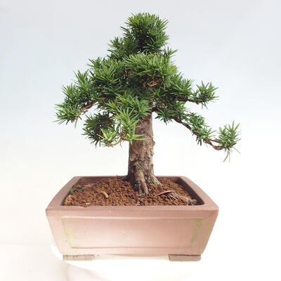 Vonkajší bonsai - Taxus cuspidata - Tis japonský - 4