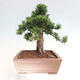 Vonkajší bonsai - Taxus cuspidata - Tis japonský - 4/6