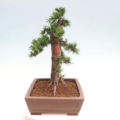 Vonkajší bonsai - Taxus cuspidata - Tis japonský - 4