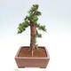 Vonkajší bonsai - Taxus cuspidata - Tis japonský - 4/6