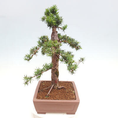 Vonkajší bonsai - Taxus cuspidata - Tis japonský - 4