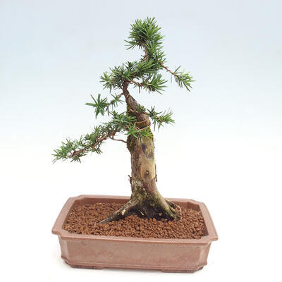 Vonkajší bonsai - Taxus cuspidata - Tis japonský - 4