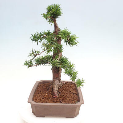 Vonkajší bonsai - Taxus cuspidata - Tis japonský - 4