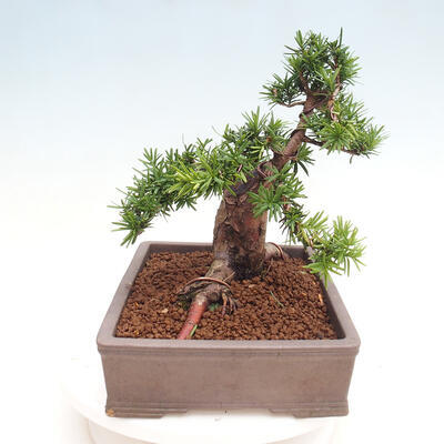 Vonkajší bonsai - Taxus cuspidata - Tis japonský - 4