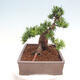 Vonkajší bonsai - Taxus cuspidata - Tis japonský - 4/6