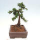 Vonkajší bonsai - Taxus cuspidata - Tis japonský - 4/6