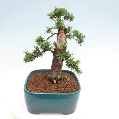 Vonkajší bonsai - Taxus cuspidata - Tis japonský - 4