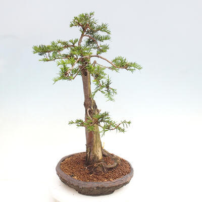 Vonkajší bonsai - Taxus cuspidata - Tis japonský - 4