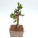 Vonkajší bonsai - Taxus cuspidata - Tis japonský - 4/6