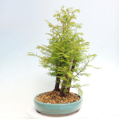 Vonkajšie bonsai - Metasequoia glyptostroboides - Metasekvoja čínska - 4