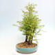 Vonkajšie bonsai - Metasequoia glyptostroboides - Metasekvoja čínska - 4/6