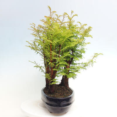 Vonkajšie bonsai - Metasequoia glyptostroboides - Metasekvoja čínska - 4