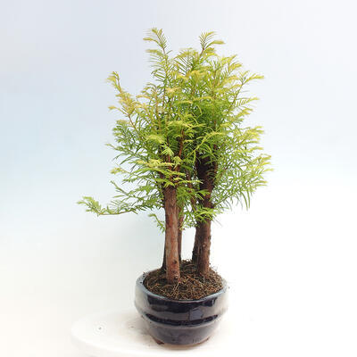 Vonkajšie bonsai - Metasequoia glyptostroboides - Metasekvoja čínska - 4