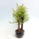 Vonkajšie bonsai - Metasequoia glyptostroboides - Metasekvoja čínska - 4/6