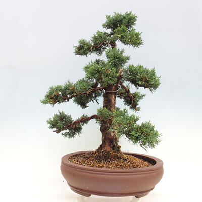 Vonkajšie bonsai - Juniperus chinensis Kishu -Jalovec čínsky - 4