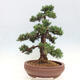 Vonkajšie bonsai - Juniperus chinensis Kishu -Jalovec čínsky - 4/5