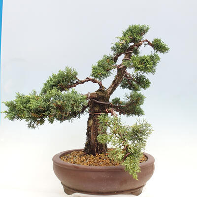 Vonkajšie bonsai - Juniperus chinensis Kishu -Jalovec čínsky - 4