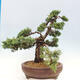 Vonkajšie bonsai - Juniperus chinensis Kishu -Jalovec čínsky - 4/4