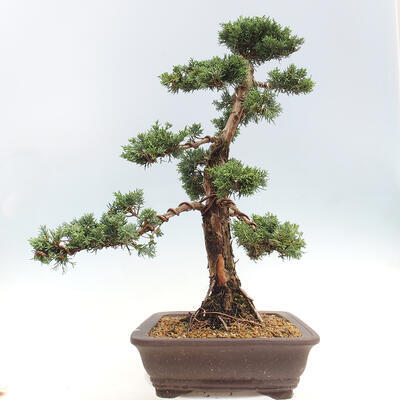 Vonkajšie bonsai - Juniperus chinensis Kishu -Jalovec čínsky - 4