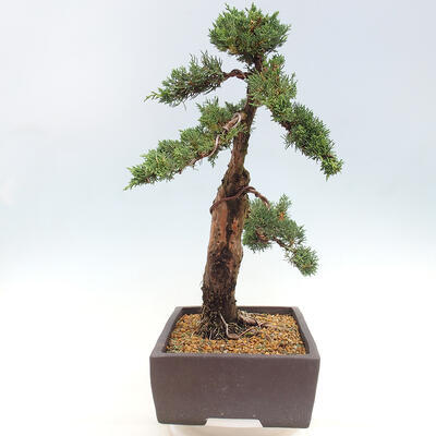 Vonkajšie bonsai - Juniperus chinensis Kishu -Jalovec čínsky - 4