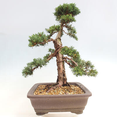 Vonkajšie bonsai - Juniperus chinensis Kishu -Jalovec čínsky - 4