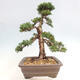 Vonkajšie bonsai - Juniperus chinensis Kishu -Jalovec čínsky - 4/5