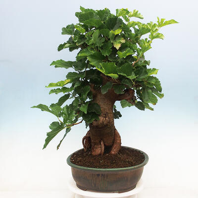 Vonkajšie bonsai -Morus albumy - moruše - 4