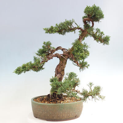 Vonkajšie bonsai - Juniperus chinensis Kishu -Jalovec čínsky - 4